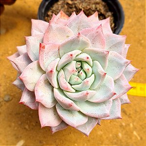 Echeveria blue bird