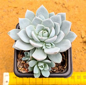 Echeveria blue star