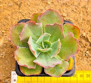 Echeveria blue waves