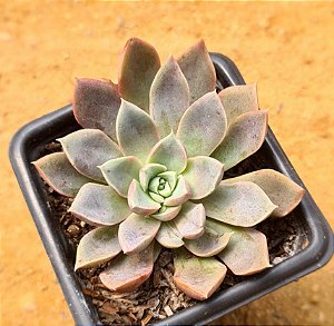 Echeveria brisa
