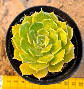 Echeveria brown rose