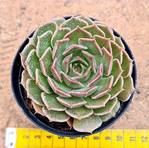 Echeveria brown rose