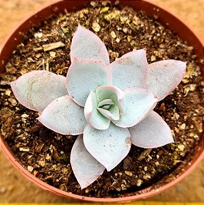 Echeveria cante