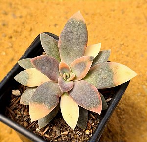Echeveria carnicolar variegata
