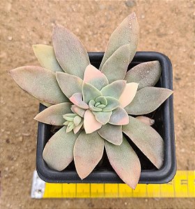 Echeveria carnicolar variegata
