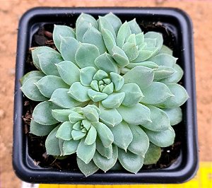 Echeveria chrissy ryan