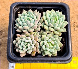 Echeveria chrissy ryan