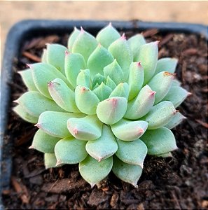 Echeveria chrissy ryan