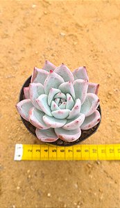Echeveria colorata tapalpa