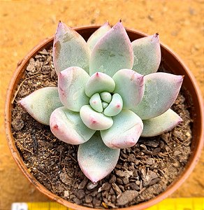 Echeveria colorata tapalpa