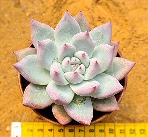 Echeveria colorata tapalpa