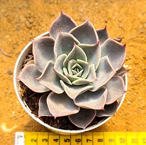 Echeveria costa