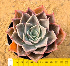 Echeveria costa