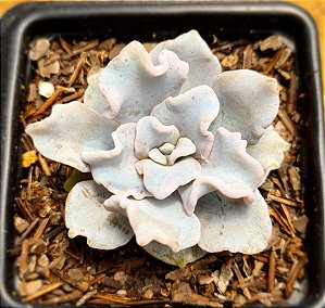 Echeveria crispate beauty