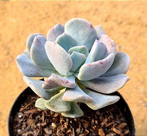Echeveria cubic frost