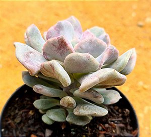 Echeveria cubic frost