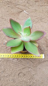 Echeveria dactylifera