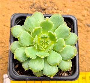 Echeveria derenbergii green