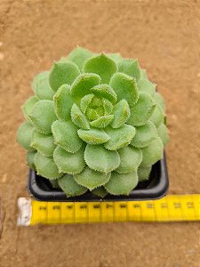 Echeveria derenbergii green