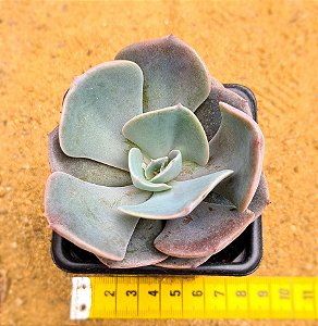Echeveria dusty rose