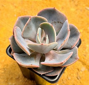 Echeveria dusty rose