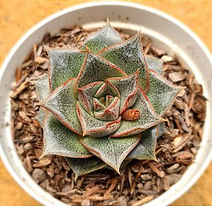 Echeveria dyonisos