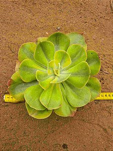 Echeveria enfant variegata