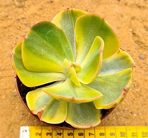 Echeveria enfant variegata