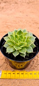 Echeveria flat variegata