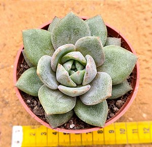 Echeveria german champagne