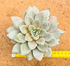 Echeveria german champagne