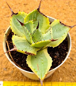 Agave potatorum variegata