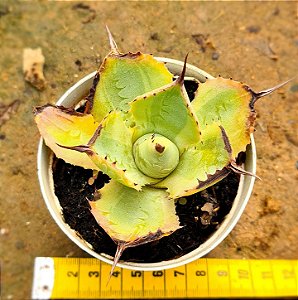 Agave potatorum variegata
