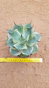 Agave potatorum variegata