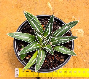 Agave victoriae reginae