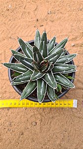 Agave victoriae reginae