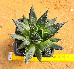 Aloe aristata