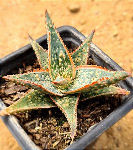 Aloe bright star