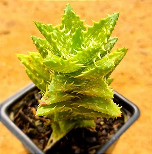 Aloe juvenna