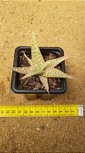Aloe rauhii