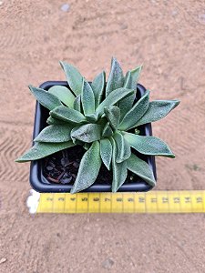 Aloinopsis orpenii