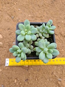 Amoena microcalyx