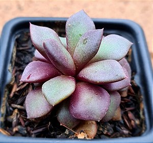 Anacampseros rufescens