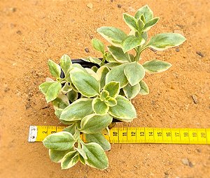 Aptenia cordifolia variegata