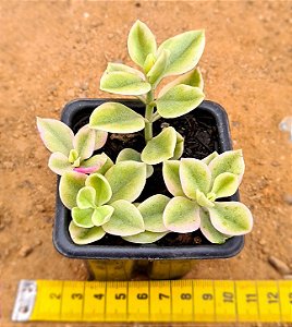 Aptenia cordifolia variegata - "Rosinha-do-sol variegata"
