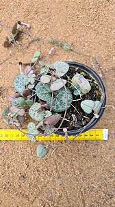 Ceropegia woodii