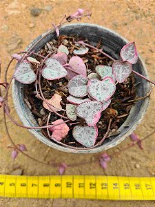 Ceropegia woodii variegata