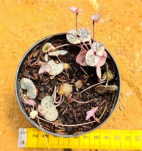 Ceropegia woodii variegata