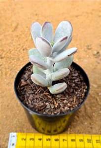 Cotyledon orbiculata var. Oophylla