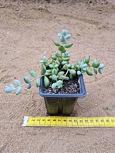 Cotyledon pendens